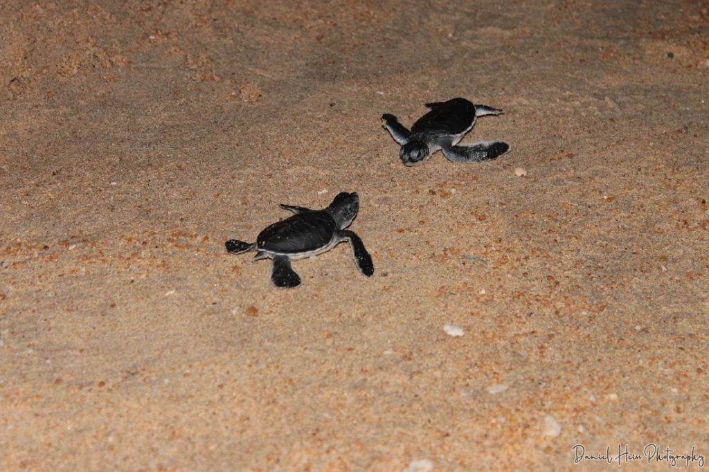 Schildkröte jung