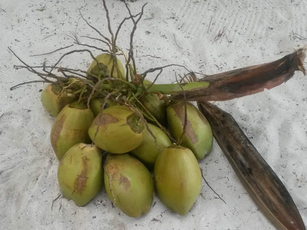 Kokosnuss Malediven