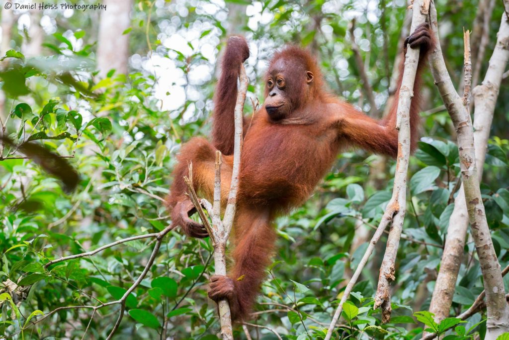 Orang Utan in Borneo Tanjung Puting Kalimantan Pangkalan Bun