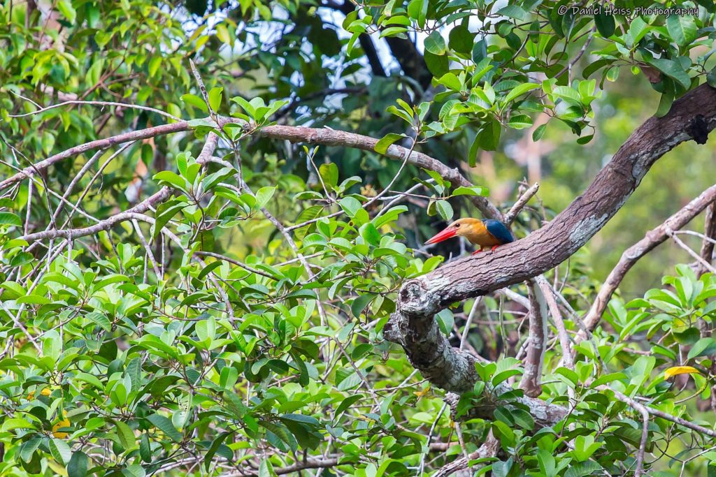 Kingfisher in Borneo Tanjung Puting Kalimantan Pangkalan Bun