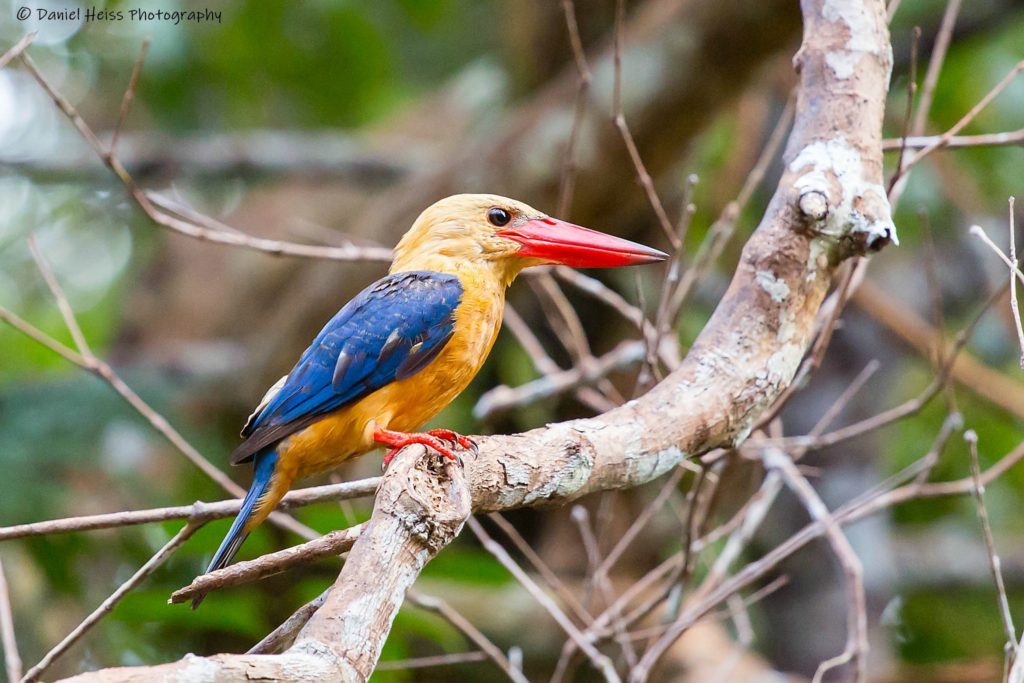 Kingfisher in Borneo Tanjung Puting Kalimantan Pangkalan Bun