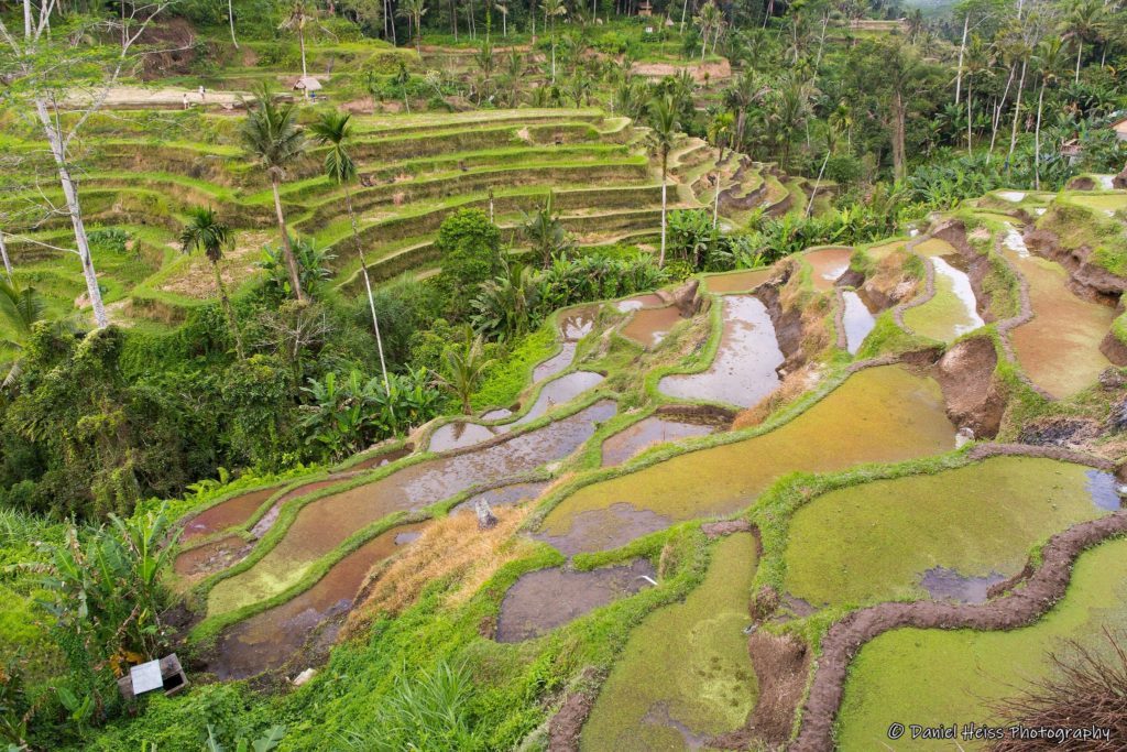 Tegalalang rice terrace near Ubud in Bali Indonesia