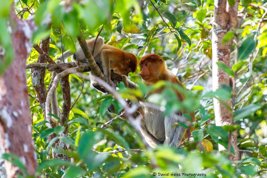 Nasenaffe, Proboscis Monkey, in Borneo Tanjung Puting Kalimantan Pangkalan Bun