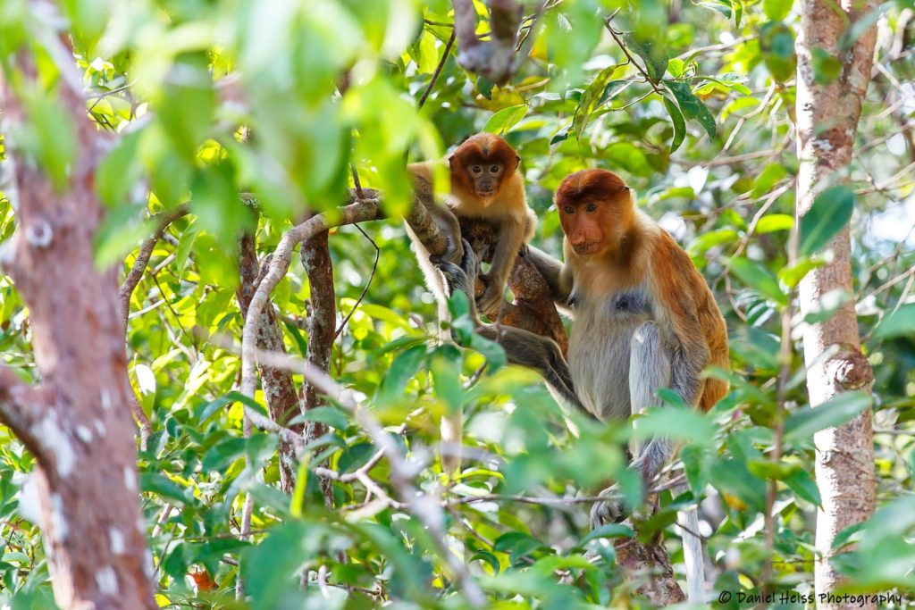 Nasenaffe, Proboscis Monkey, in Borneo Tanjung Puting Kalimantan Pangkalan Bun